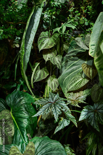 Bild auf Leinwand Dense green tropical foliage featuring broad heartshaped leaves, cascading vines