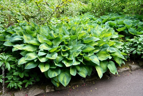 Quadro su tela A stunning variegated Hosta (Hosta sieboldiana), a highly popular herbaceous perennial