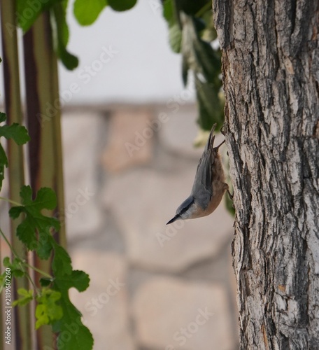 Obraz na plátně Eurasian nuthatch climbing down tree trunk