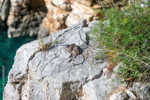Foto Decomposing rat being feasted on by bluebottle flies, Alonnisos, Greece