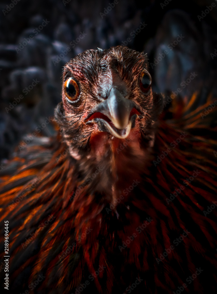 Fototapeta premium close-up of an angry chicken