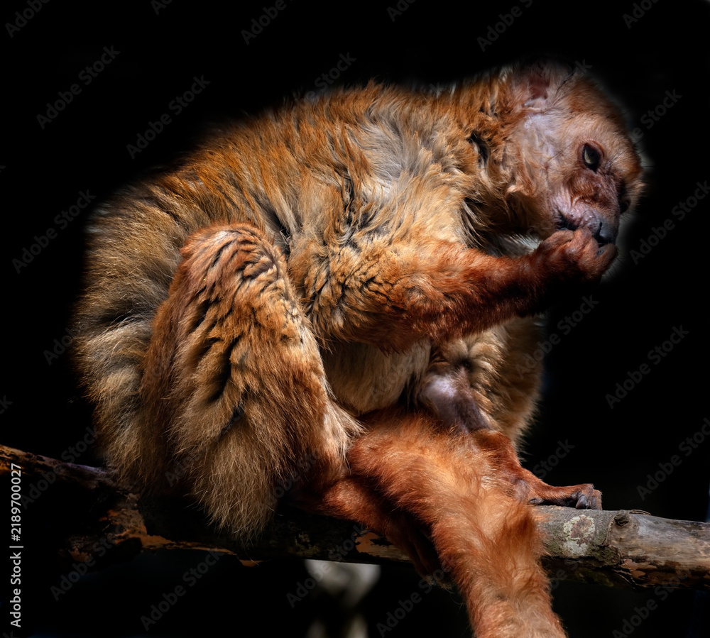 Obraz premium Blue-eyed black lemur on the branch in its cage. Latin name - Eulemur flavifrons