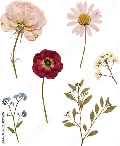 Set of vintage dried pressed flowers and botanical elements isolated on a white background