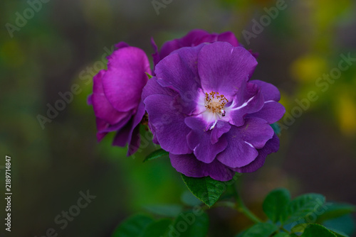 Der Sommer ist fast vergangen und der Herbst bringt uns die letzten Rosenblüten in den Garten