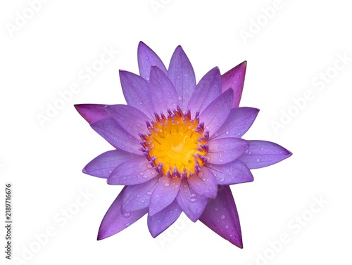 A close-up, top-view macro photograph of a vibrant blue water lily (Nymphaea) captured in Sri Lanka, with fresh dewdrops resting delicately on its petals