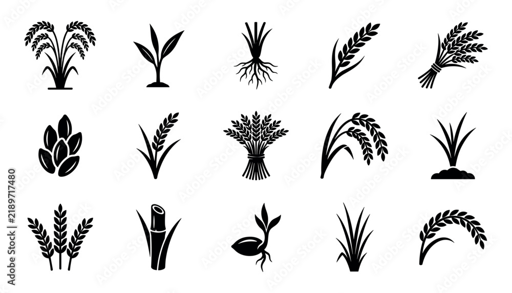Obraz premium Black and white agriculture rice and wheat crop icons and vector graphics set