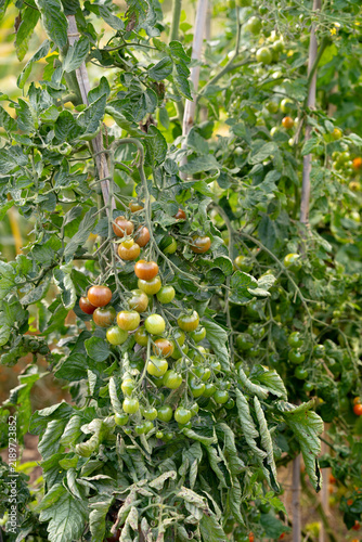 фотографія Small cocktail and cherry tomatoes growing on a green tomato plant in a lush hom