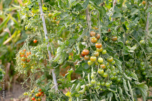 Canvastavla Small cocktail and cherry tomatoes growing on a green tomato plant in a lush hom