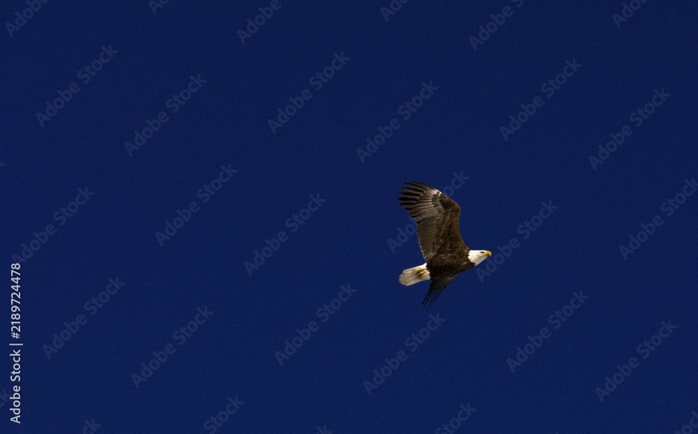 Obraz premium eagle in flight on clean dark blue sky American patriotic theme, authentic animal, backgrounds copy space