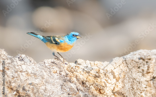 Quadro su tela Lazuli Bunting Male in Arizona