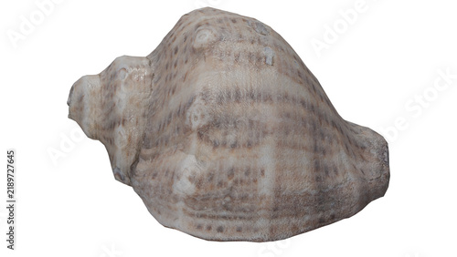 Fotografie Sea Shell Ocean Beach Natural Marine Collectible