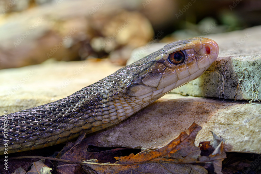 Obraz premium Coastal taipan - Oxyuranus scutellatus