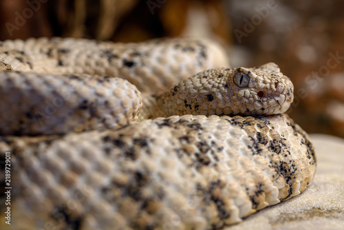 Fotografie Southwestern speckled rattlesnake - Crotalus pyrrhus
