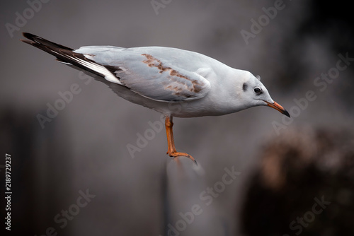 Foto Black-headed gull, immature bird with winter plumage - Chroicocephalus ridibundu