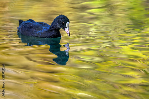 Quadro su tela Eurasian coot - Fulica atra