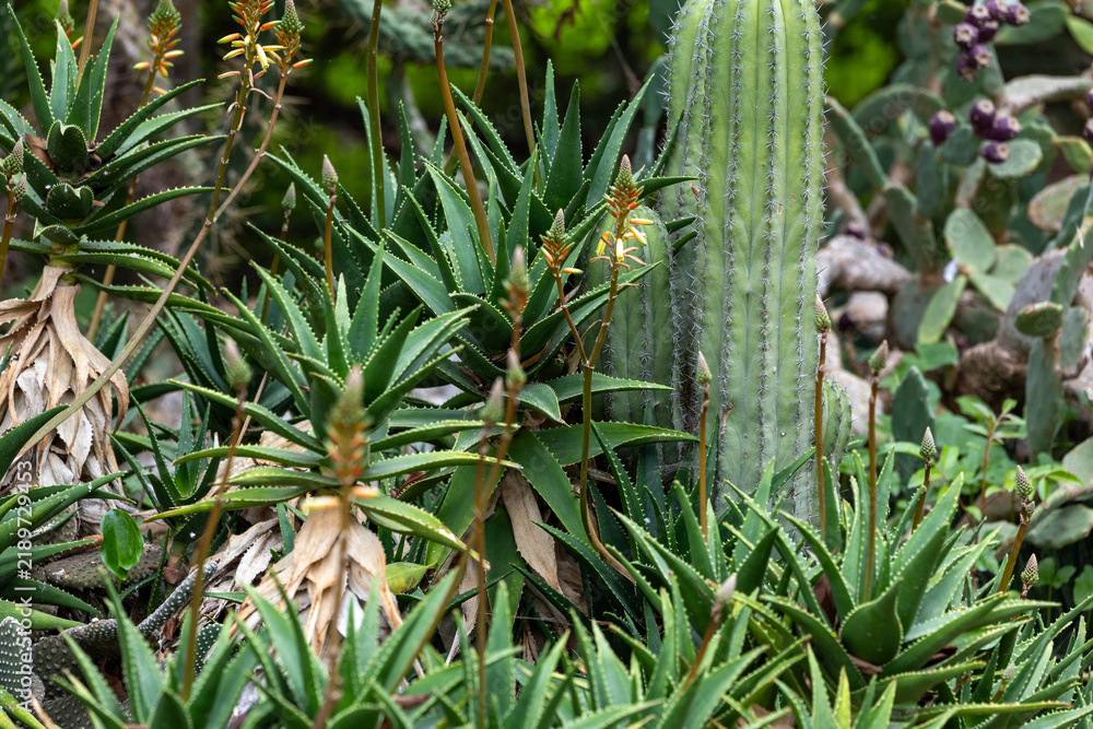 Obraz premium Aloe Vera and Columnar Cactus Growing Together. Desert Succulent Garden Close Up Shot. Green Botanical Texture for Garden Branding