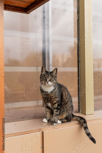 Curious Tabby Cat Sitting Outdoors Near a Glass Door