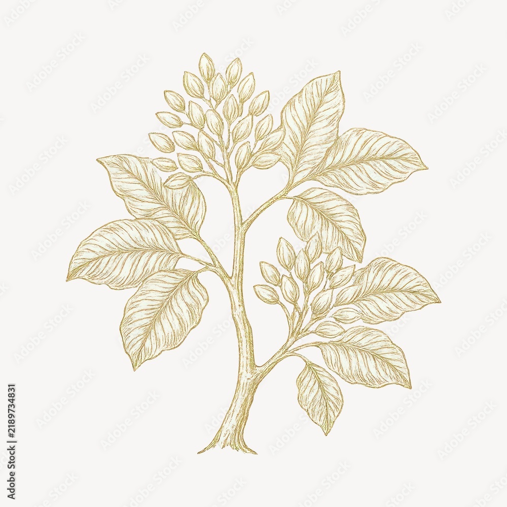 Obraz premium Elegant botanical illustration of plant.
