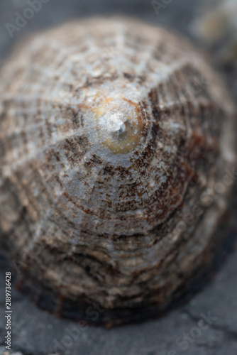 Bild auf Leinwand Macro image of a limpet on Strangles Beach Cornwall