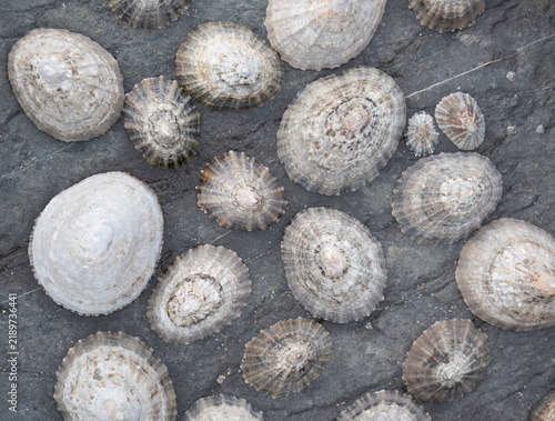 Bild auf Leinwand A lounge of limpets on a slate boulder at Strangles Beach Cornwall