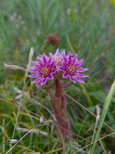 Some purple flowers