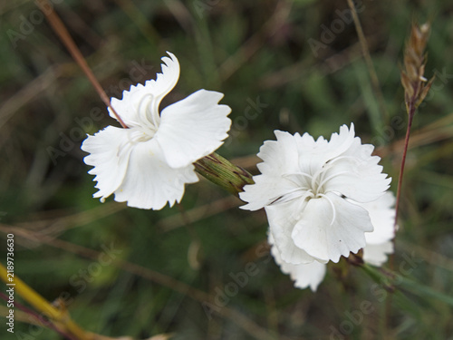 white flower in spring