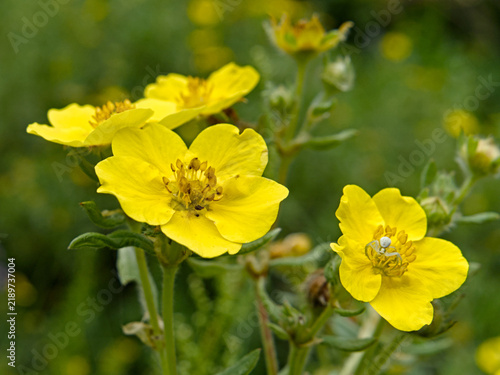 yellow flowers in spring
