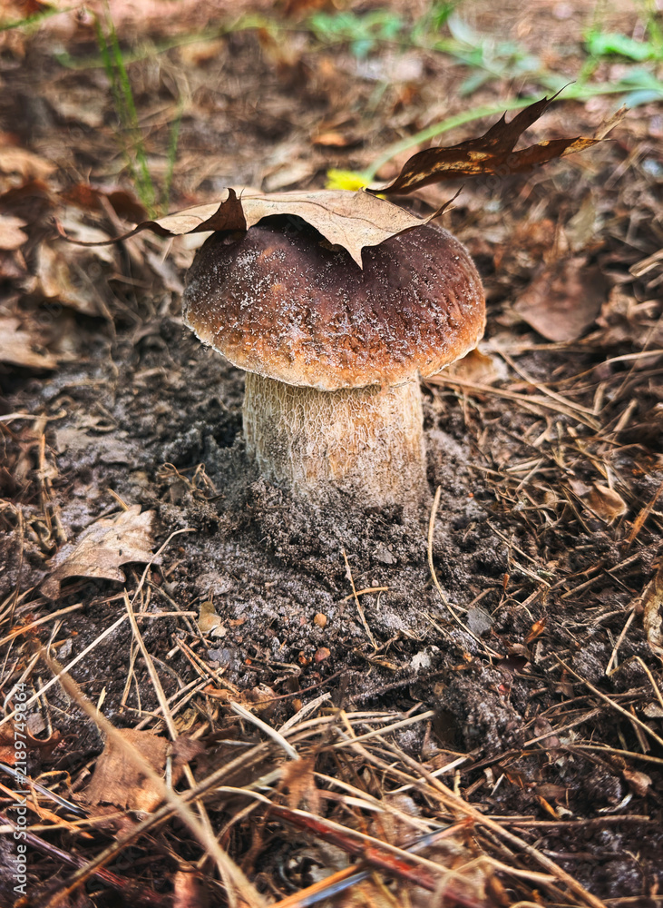 Obraz premium Picking mushrooms in the forest. Selective focus.