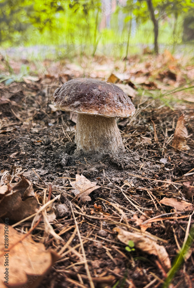 Fototapeta premium Picking mushrooms in the forest. Selective focus.