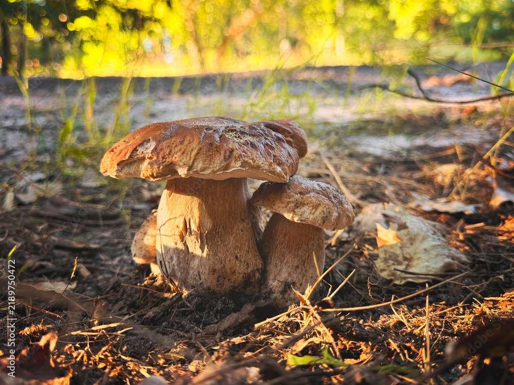 Fototapeta premium Picking mushrooms in the forest. Selective focus.