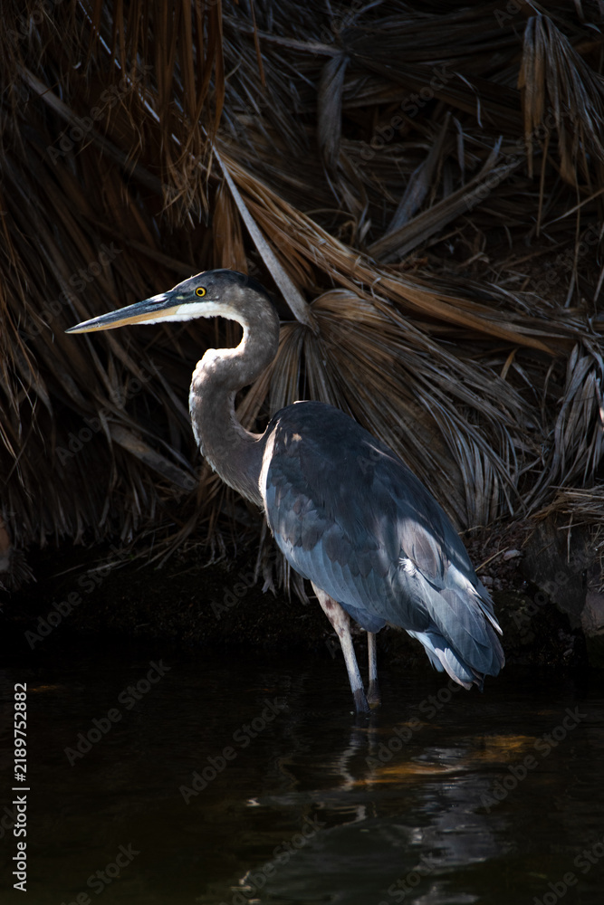 Obraz premium A great blue heron standing in shallow water.