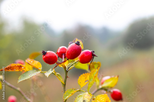 Ripe red rosehip berries on a branch with yellow autumn leaves