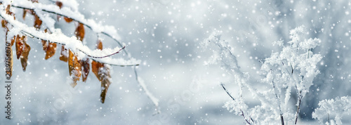Snow-covered branch with dry leaves and frosted plants in falling snow