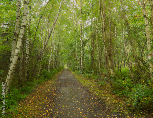 Konstfotografi Idyllischer Waldweg gesäumt von Birken im grünen Sommerwald mit Herbstlaub