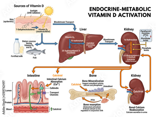 Endocrine metabolic vitamin d activation process diagram isolated on white background