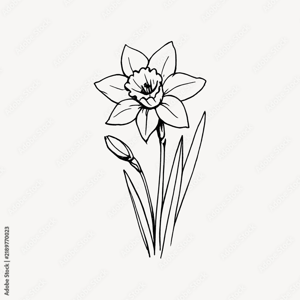 Obraz premium Elegant daffodil line art illustration.