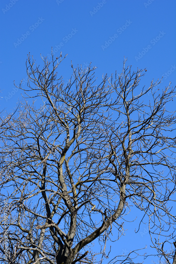 Obraz premium Common horse chestnut branches with leaf buds against blue sky - Latin name - Aesculus hippocastanum