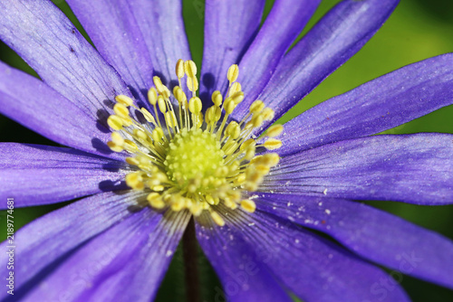 blue anemone flower in spring