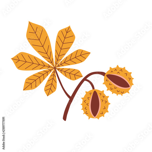 A horse chestnut branch featuring a single gold leaf and two round mature nuts in their spiky husks