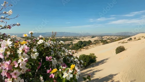 Relaxing 4K spring scenery footage capturing white-blossomed orchard trees growing amidst soft rolling sand dunes under an expansive blue sky expressing the peaceful aesthetic of coastal renewal