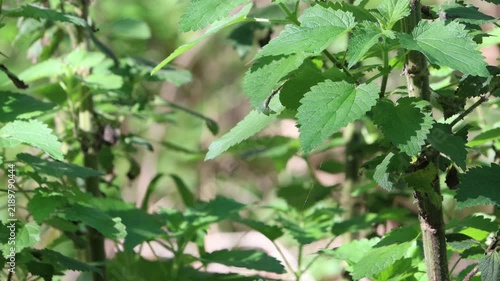Hoary Tall Nettle, Urtica Gracilis Subspecies Holosericea a lavish native monoecious perennial suffrutescent herb displaying ovate petiolate leaves during late Autumn in the Santa Monica Mountains.