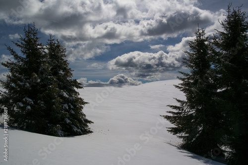 Obraz na płótnie Dramatic winter wilderness with snow covered field and fir trees in highlands