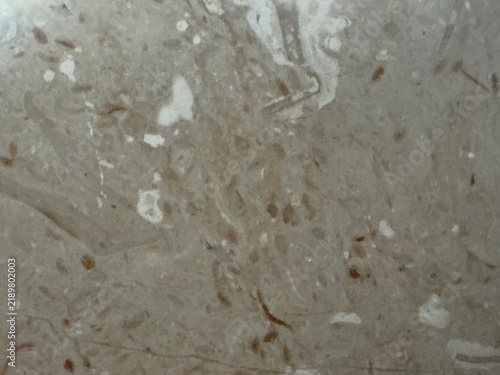 Fotografie Beige fossil limestone texture with shell fragments