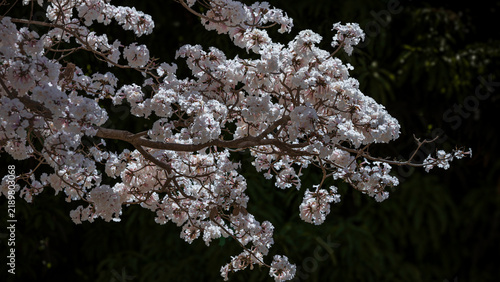 Foto The delicate contrast of white blossoms emerging from darkness