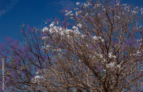 Foto fragile white ipe and blue jacaranda flowers illuminated against blue sky, symbolizing the ephemeral beauty of nature