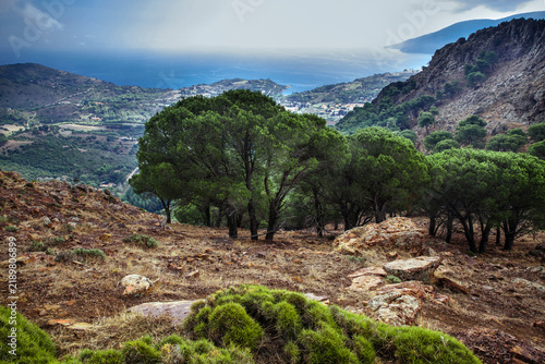 Canvastavla Panoramic view from Monte Capanne with stone pine trees on a mountain slope overlooking a coastal bay, Elba Island, Tuscany, Italy