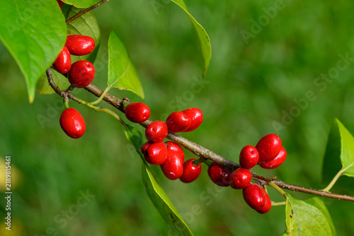 Canvastavla Bright red Spicebush berries on branch