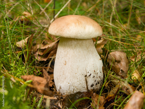 Canvastavla Fresh wild porcini mushroom Boletus edulis growing in forest moss and autumn lea