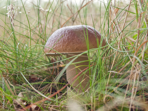 Bild auf Leinwand Wild porcini mushroom Boletus edulis hidden in tall forest grass