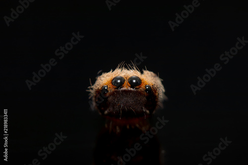 Macro Portrait of Moulted Regal Jumping Spider Head (Phidippus regius)